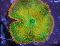 Tequila Sunrise Mushroom