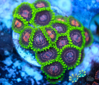 CC Scarlet Fever Zoas