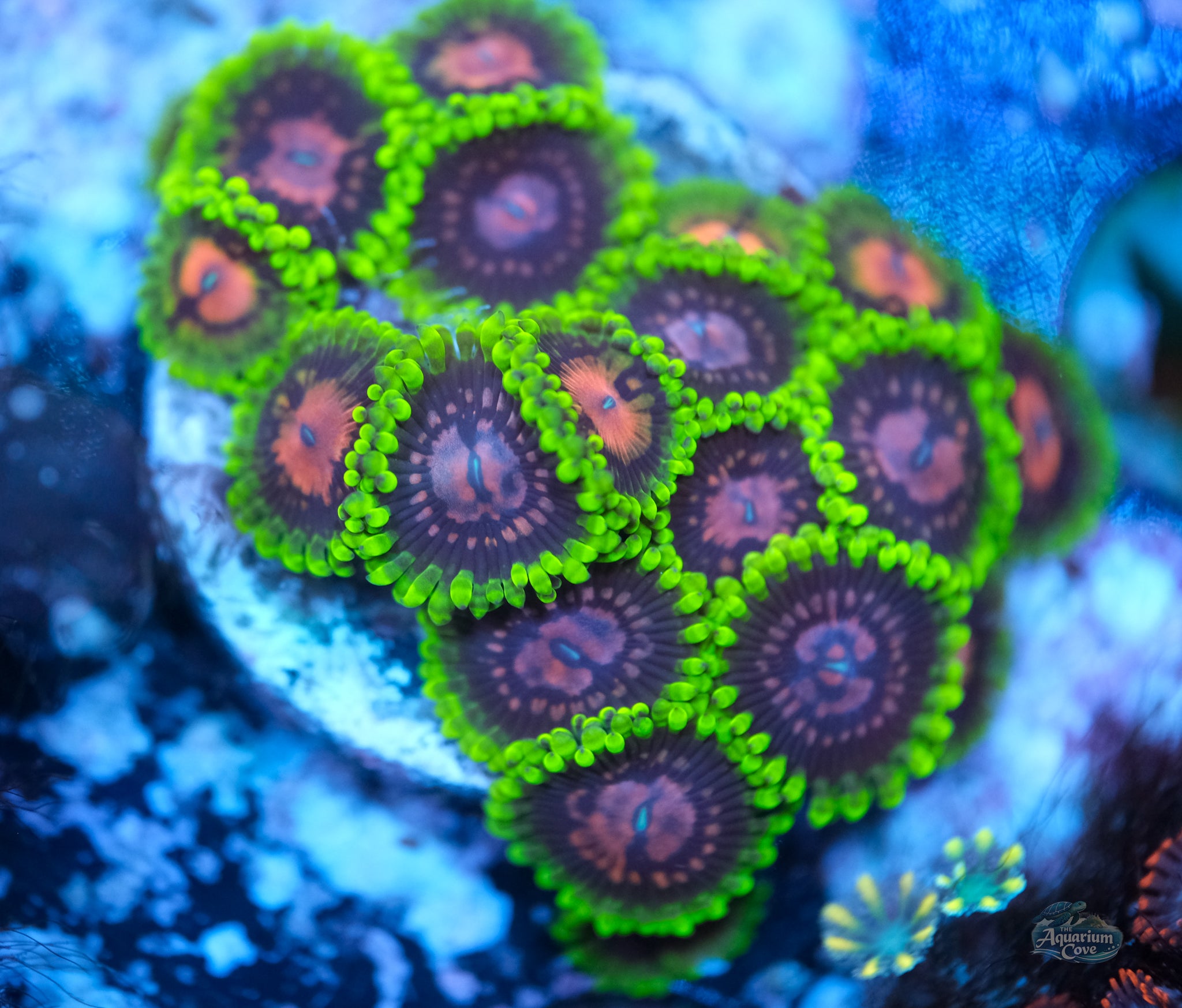 CC Scarlet Fever Zoas