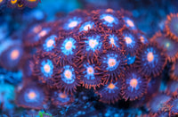 Gender Reveal Zoanthid