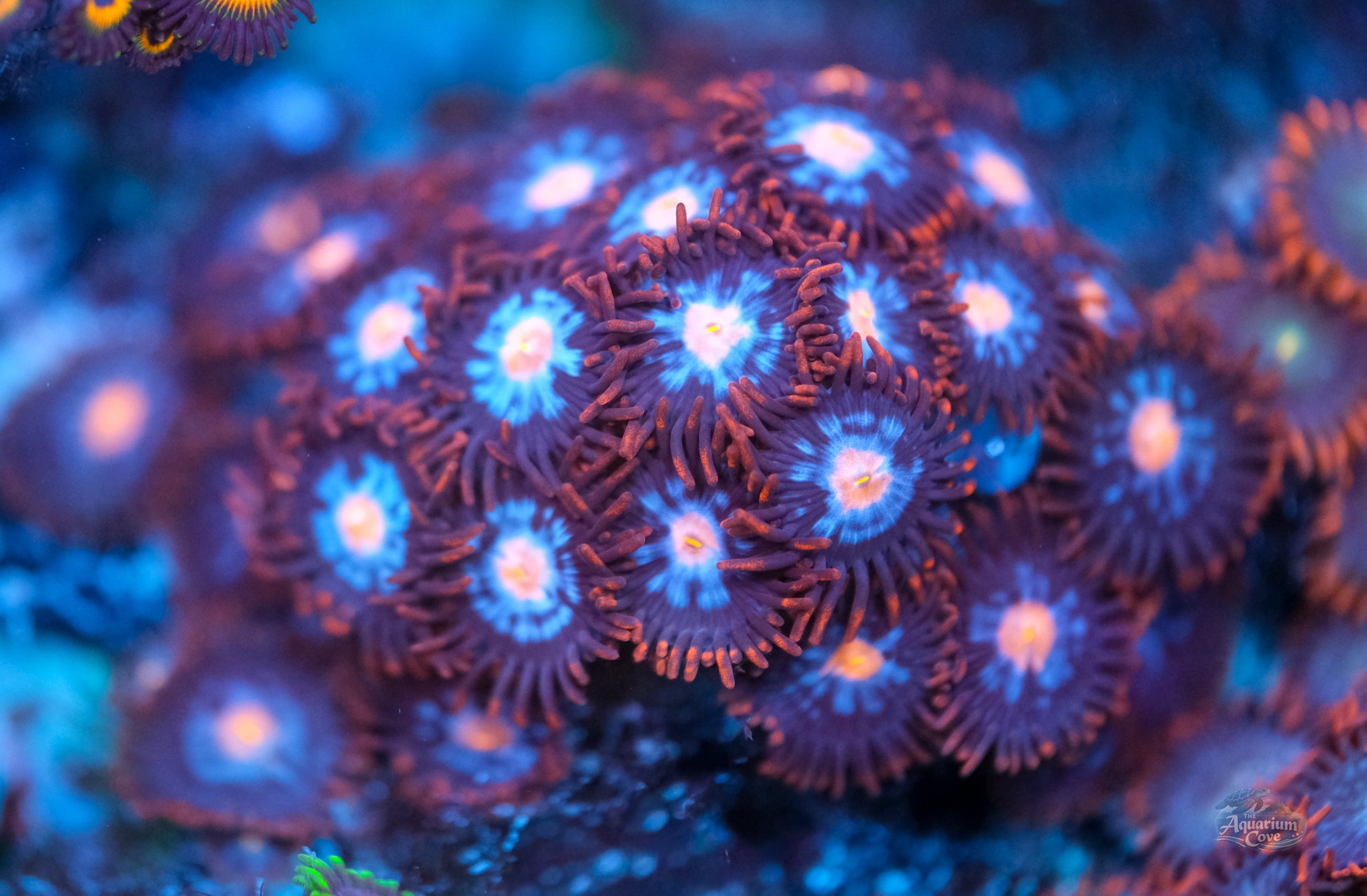 Gender Reveal Zoanthid