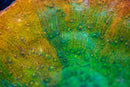 Poto Rainbow Peacock Chalice