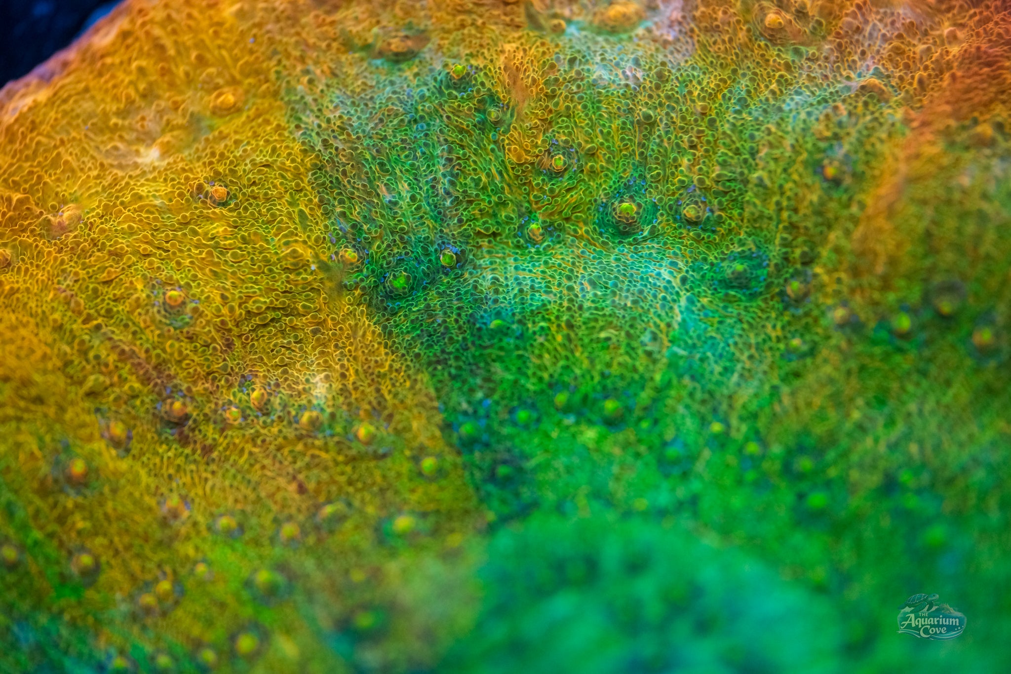 Poto Rainbow Peacock Chalice