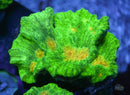 Space Invader Pectinia