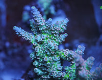 MC Prom Queen Acropora
