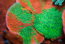 WWC Grafted Sunfire Montipora