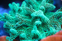 Green Birdnest