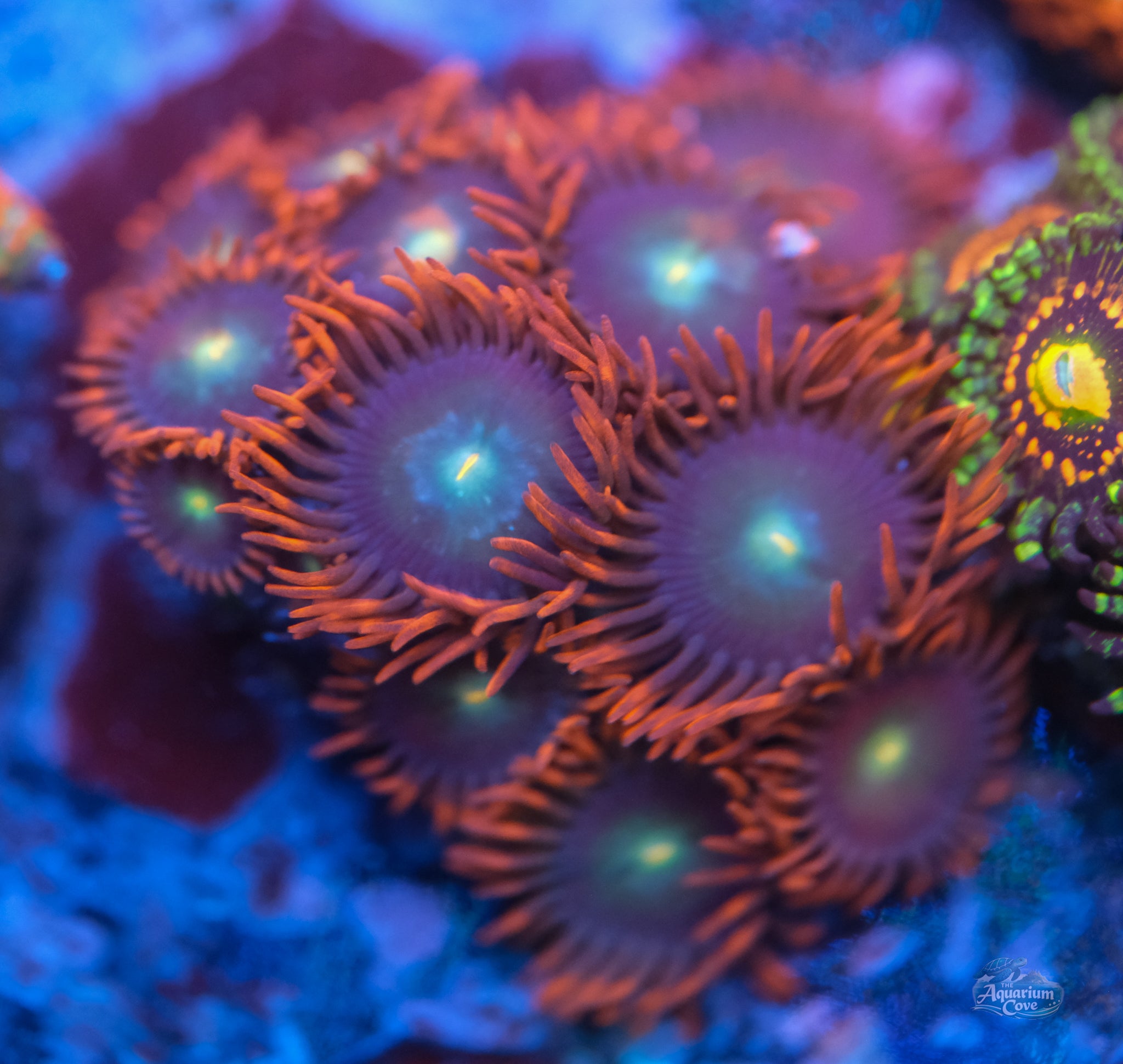 Punk Rockers Zoanthid
