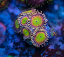 Rainbow Troll Zoa