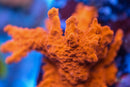 Montipora Setosa