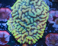 Crazy T Montipora