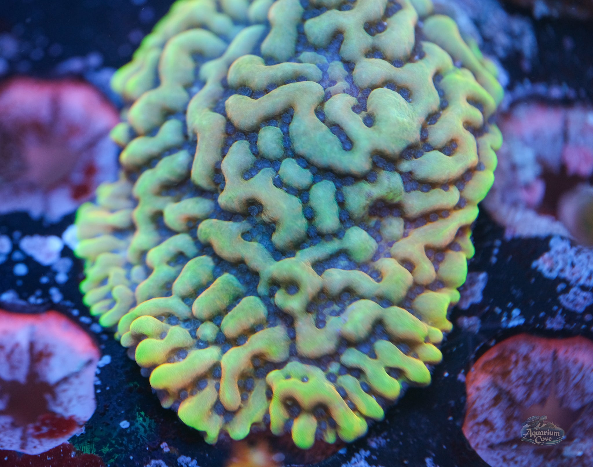Crazy T Montipora