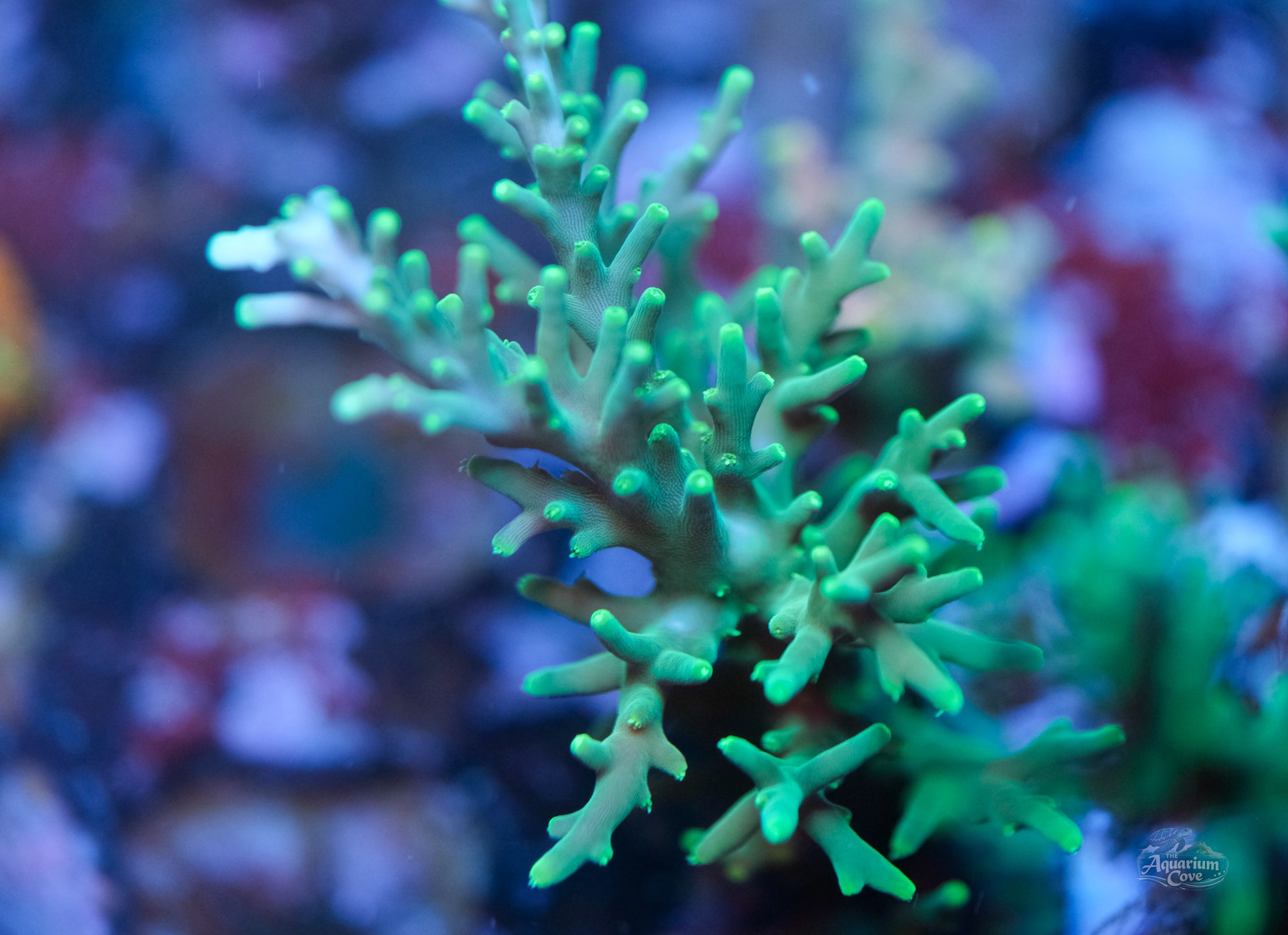 Green Dragon Acropora