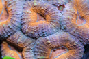 AC Sunkist Branching Lobophyllia