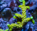 Goldenrod Anacropora