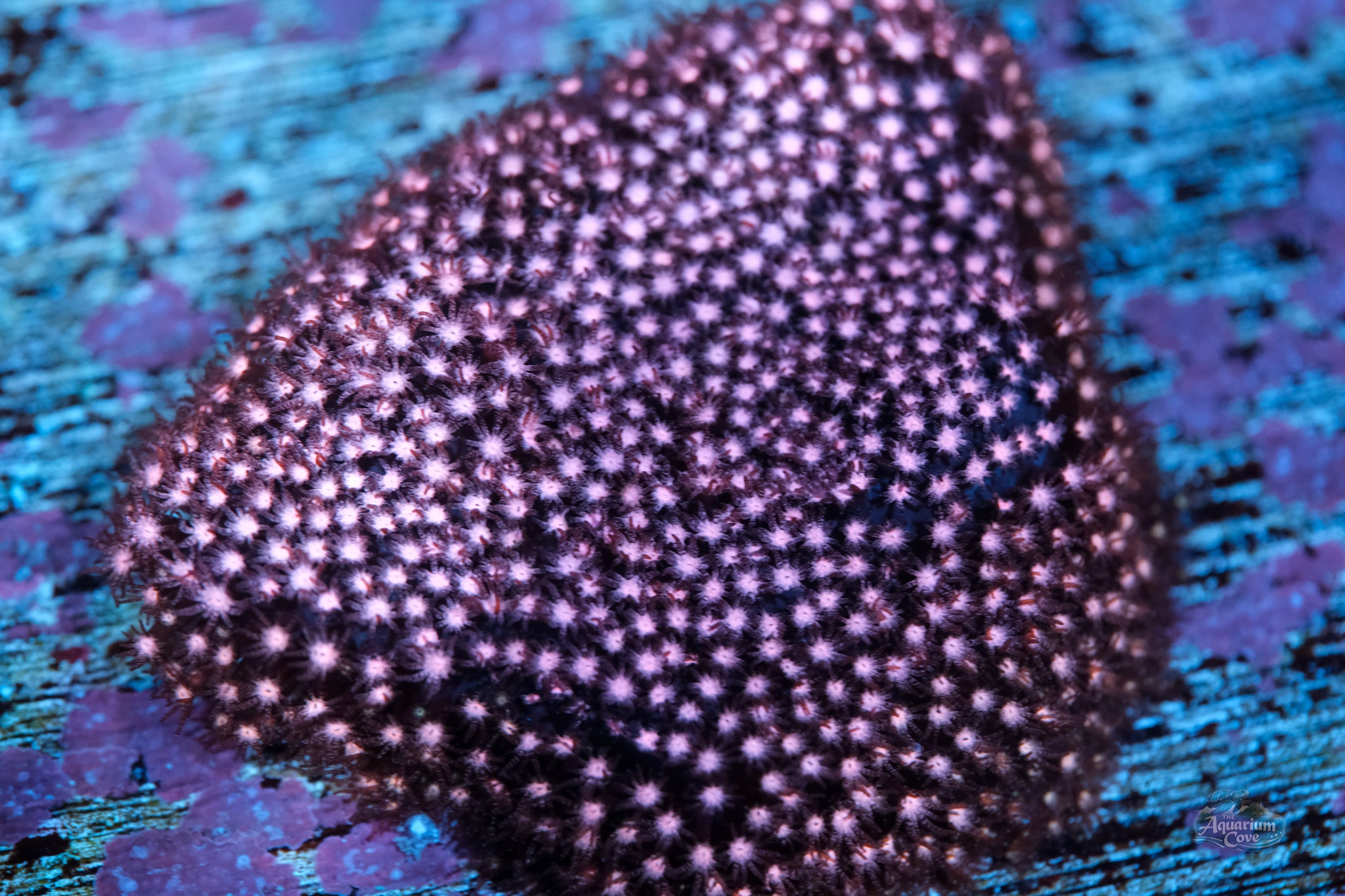 Pink Stylociennia