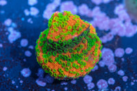 Sunset Montipora