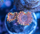 Fairy Farts Zoa