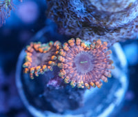 Fairy Farts Zoa
