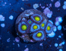 WWC AOI Zoanthid
