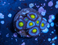WWC AOI Zoanthid