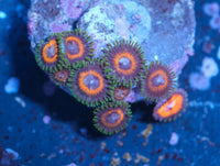 JF Fairy Tales Zoa
