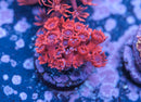 Cherry Red Goniopora