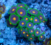 Gorilla Nipples Zoanthid