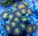 RR Kraken Zoanthid