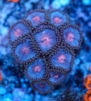 Blue Kiss Zoa