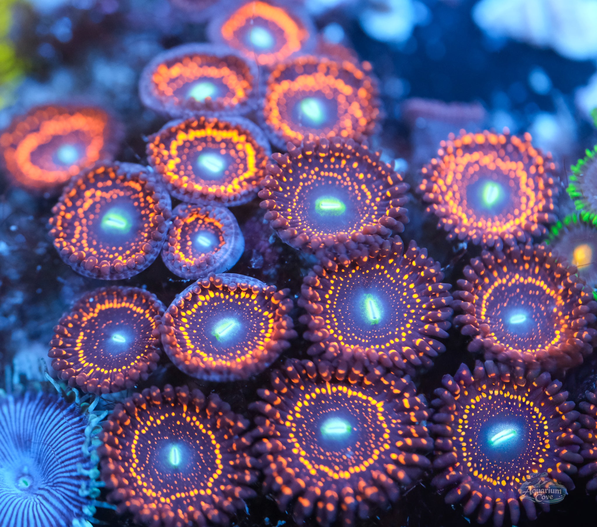 Illuminati Zoas