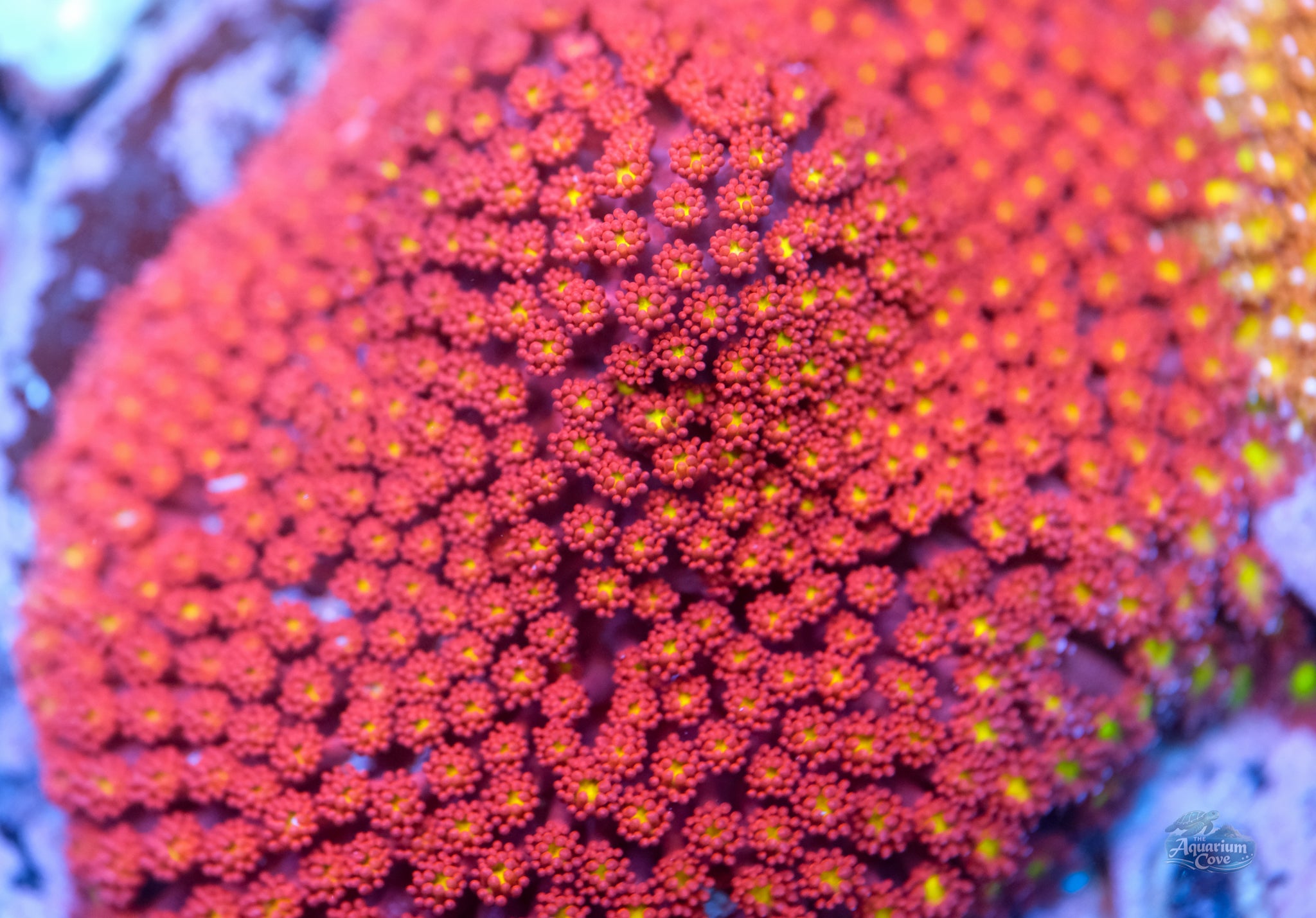Strawberry Fields Bernardpora