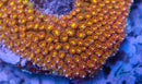 Orange Crush Bernardpora