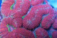 AC Volcanic Lobophyllia