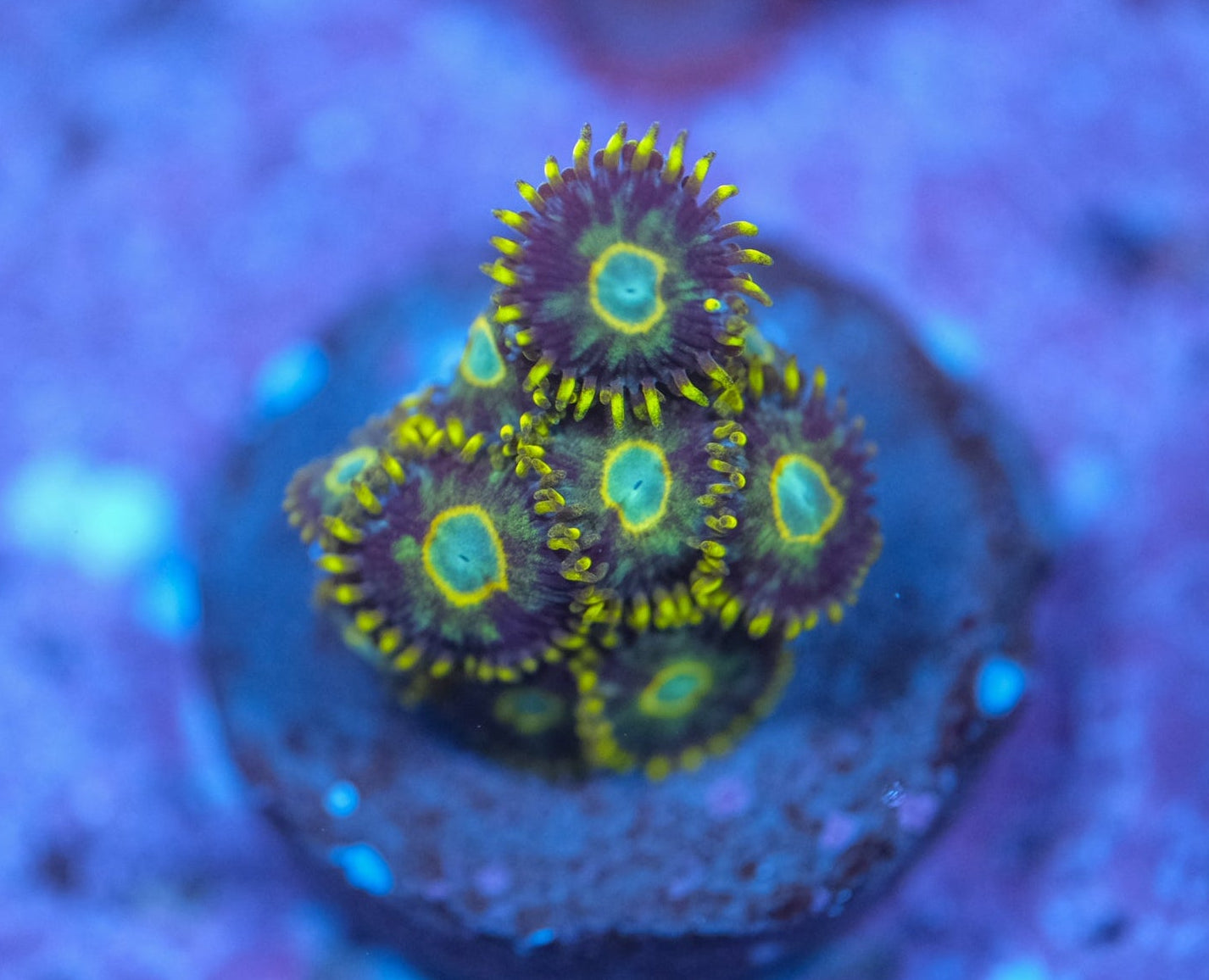Murder Hornet Zoas