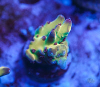 Tusi's Rainbow Granulosa
