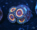 Sonic Flare Zoa