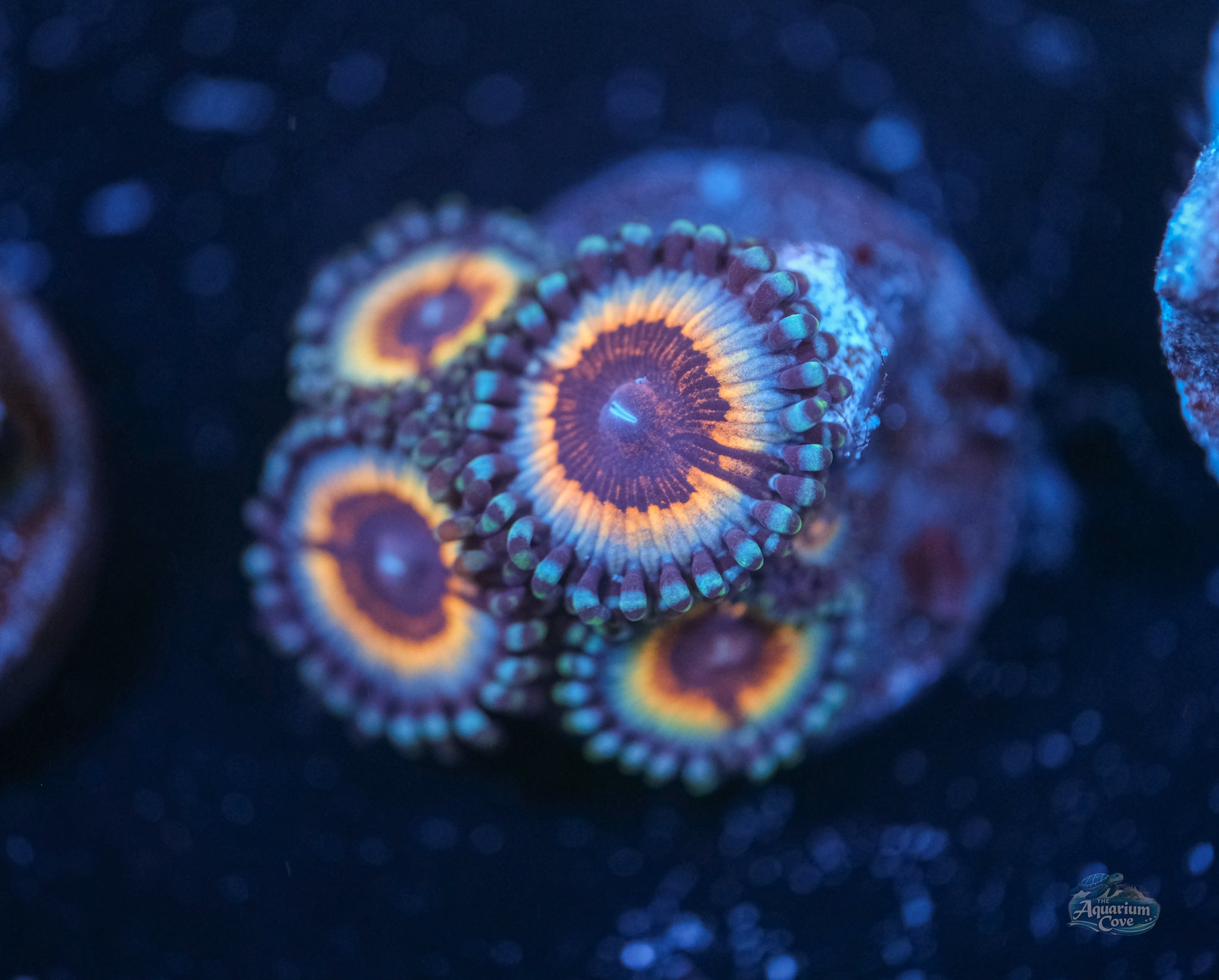 Sonic Flare Zoa