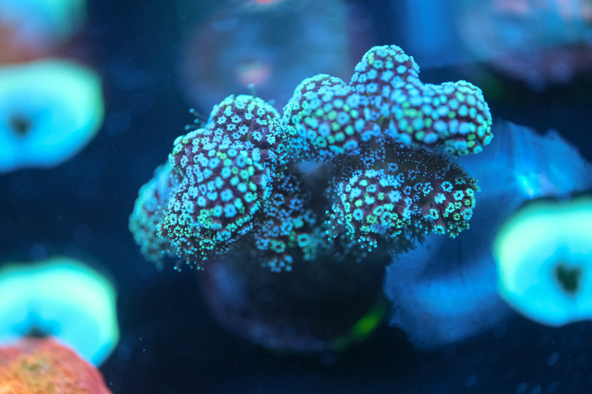 Rainbow Stylophora