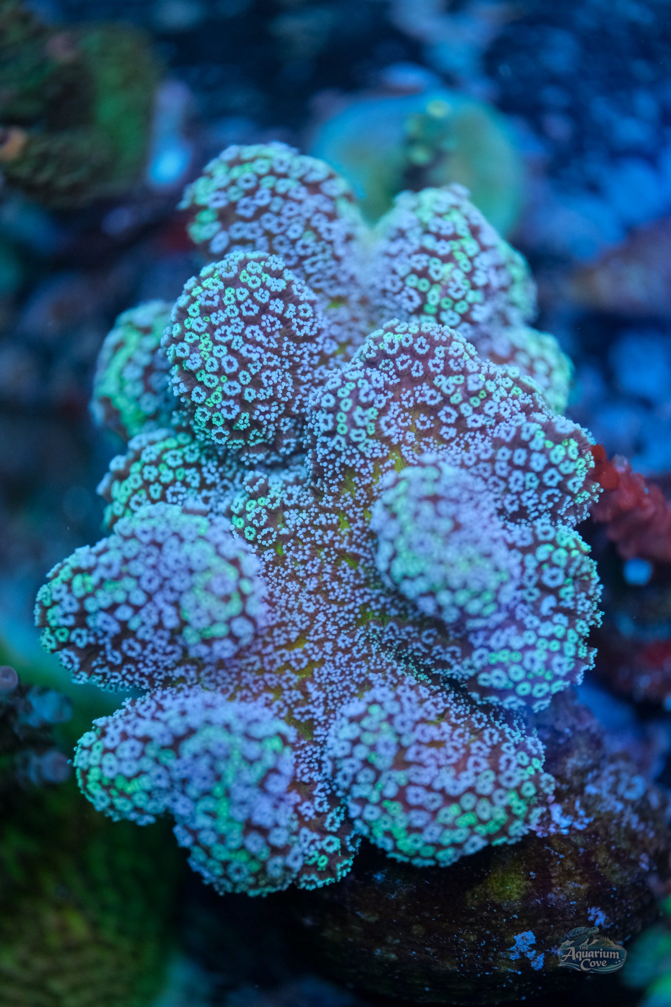 Rainbow Stylophora