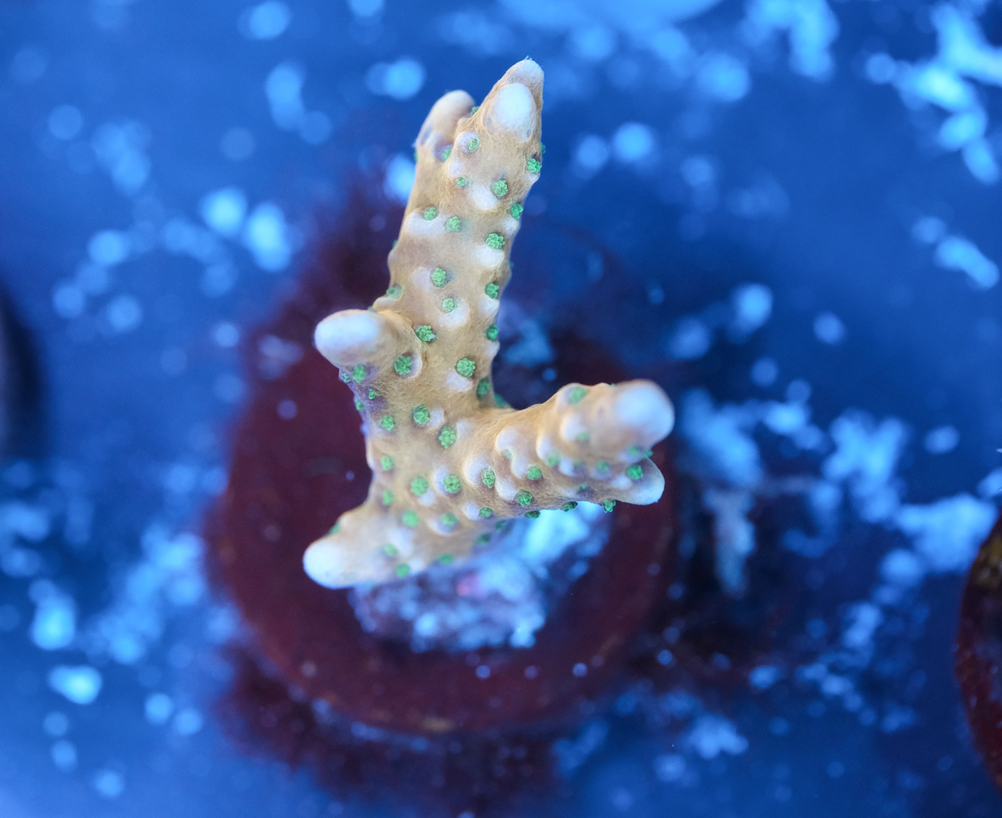 RRC Tropicana Anacropora