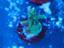 Green Dragon Acropora