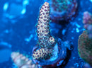 Ultra Raspberry Millepora