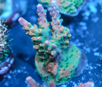 BC Bubblebath Unicorn Acropora