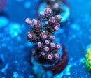 TSA Fruity Pebbles Acropora