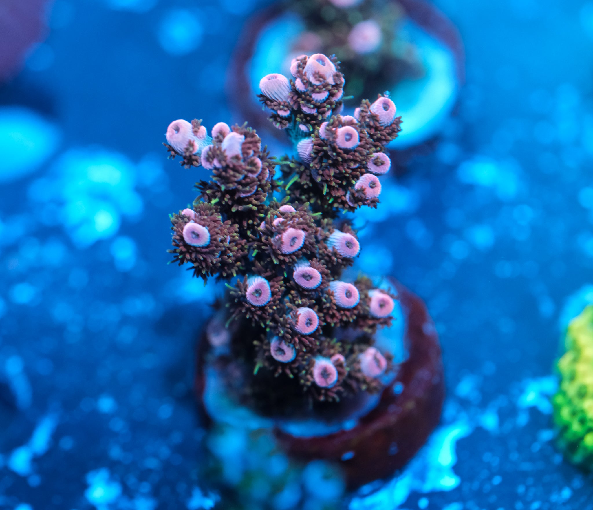 TSA Fruity Pebbles Acropora