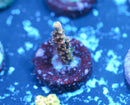 POTO Dino Fury Acropora