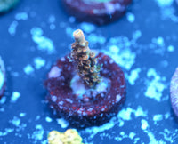 POTO Dino Fury Acropora