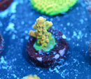 TGC Orange Creamsicle Acropora