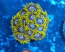 Purple Hornet Zoanthid